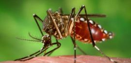 Registros de casos de dengue chegam a 22.946 em 12 meses